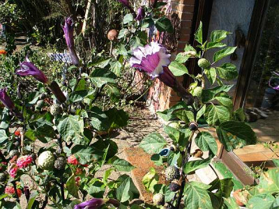 datura-einjaehrig-axel.jpg
