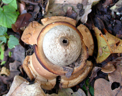 Unbekannter_Bovist_1_30.10.09.jpg