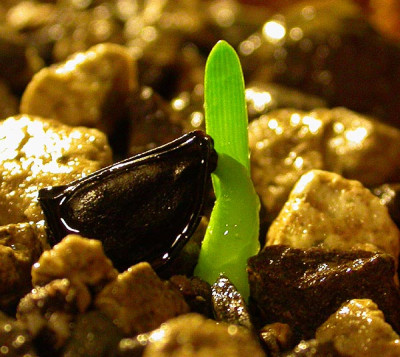 Worsleya_procera_Nr._2_30.10.09.jpg