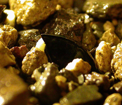 Worsleya_procera_Nr._3_30.10.09.jpg
