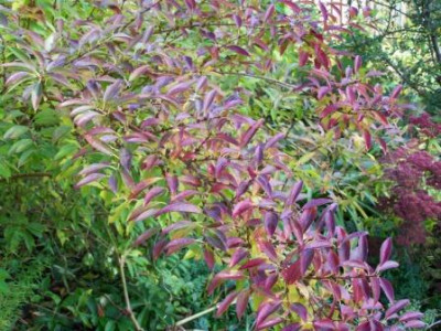 ForsythieHerbst.jpg