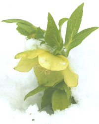 siriusschnee.jpg