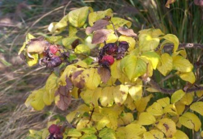 RosaRugosa32.jpg