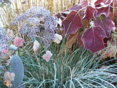 Quercifolia_Villosa_Deschampsia.jpg