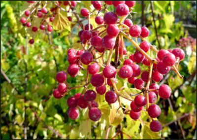 Viburnum_betulifolia.jpg