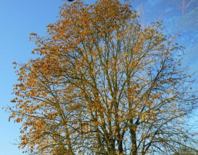Kastanie_091031.jpg
