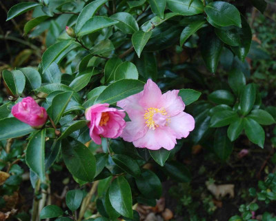 B0448.aJPG_Medium.jpg