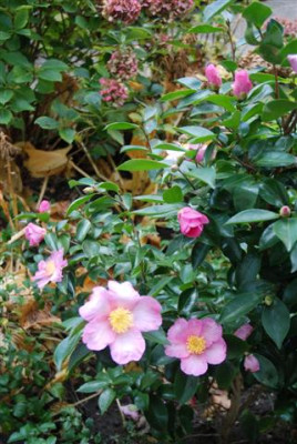 B0449_Small.JPG