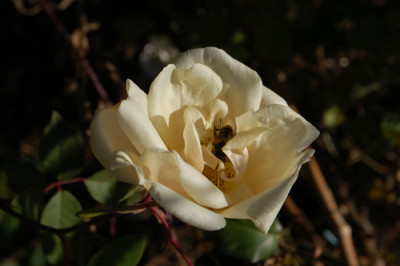 Safarano_0010__1439.jpg