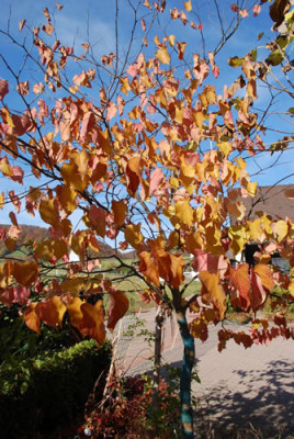 Cercis_canadensis_0010__61464.jpg