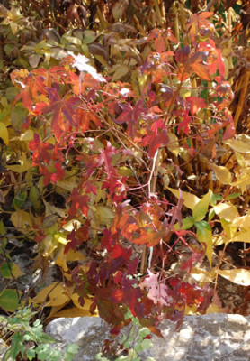 Amberbaum_0010__61523.jpg