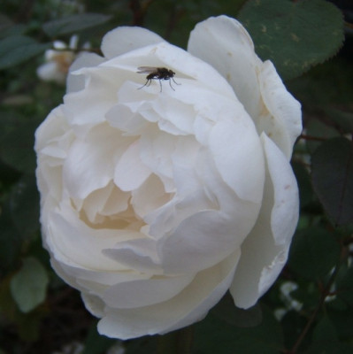 DSCF4619.JPG