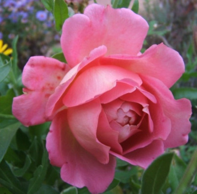 DSCF4620.JPG