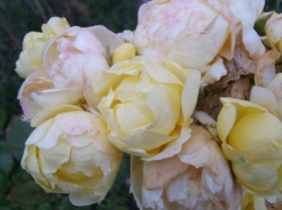 DSCF4627.JPG