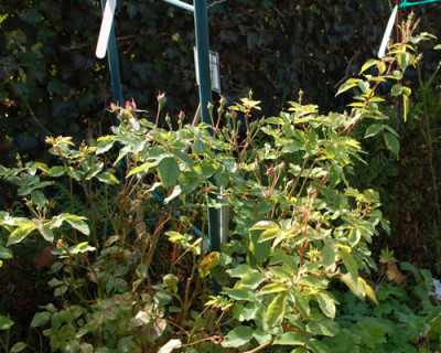 Blush_Noisette_0010__61507.jpg