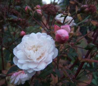 DSCF4617.JPG