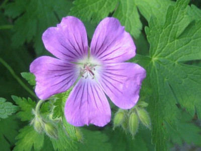 Geranium_Sirak_97822.jpg