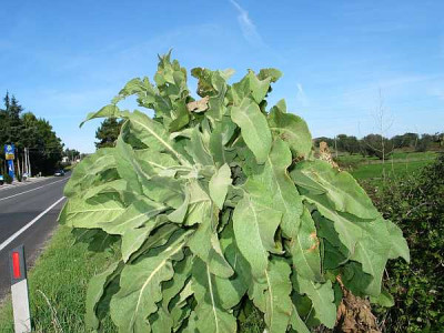 verbascum-palme-a.jpg