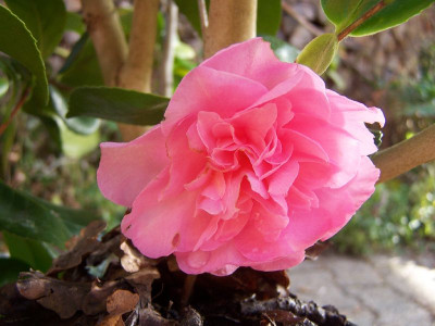 100_2434_Cutting_1st_flower___800.jpg