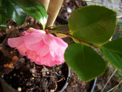 100_2435_Cutting_LaRo_1st_flower___640.jpg