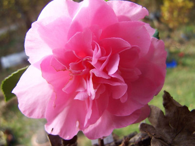 100_2441_1st_flower_cutting_paeony_forme___800.jpg