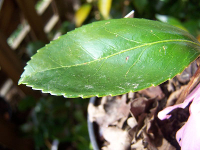 100_2442_Cutting_-_leaf_8_cm_long_4_cm_large___800.jpg