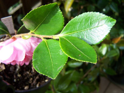 100_2443_Cutting_-_branch___640.jpg