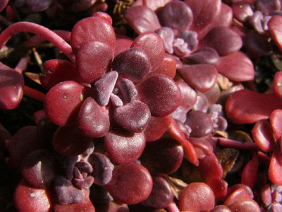 Rot-Marz-1.jpg