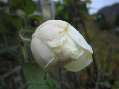 01-11-2009_022_Small.jpg