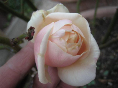 01-11-2009_023_Small.jpg