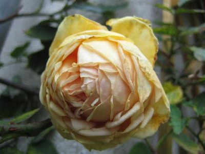 01-11-2009_008_Small.jpg