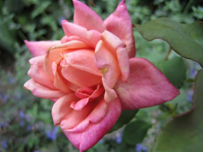 IMG_3473_Small.JPG