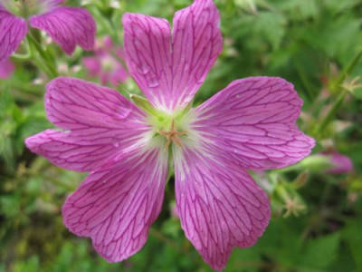 Geranium_x_oxonianum_Konigshof_09342.jpg