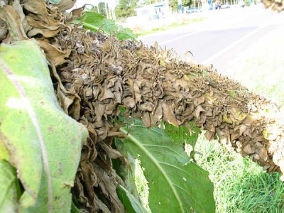 palme-axel2.jpg