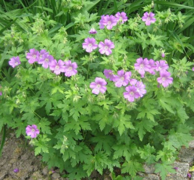 Geranium_Sirak_c.jpg