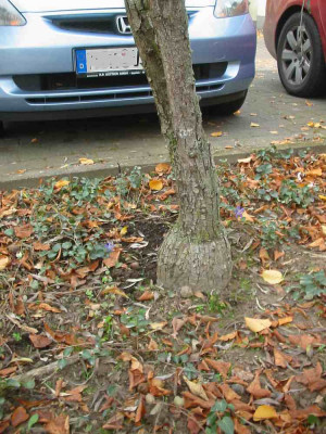 Pyrus_sal._5.jpg