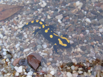 feuersalamander_2_nov.jpg