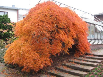 Acer_palmatum_Dissectum.jpg