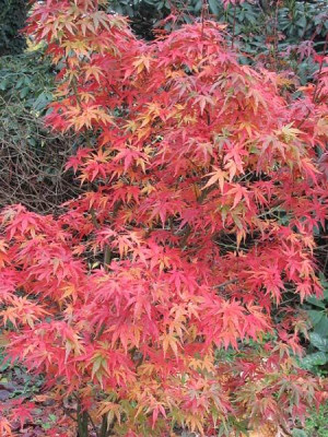 Acer_palmatum_WilsonsPinkDw.jpg