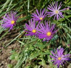 Aster_Marzahn.jpg