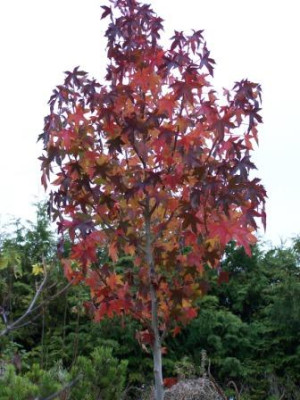Amberbaum_etwas_groesser.jpg