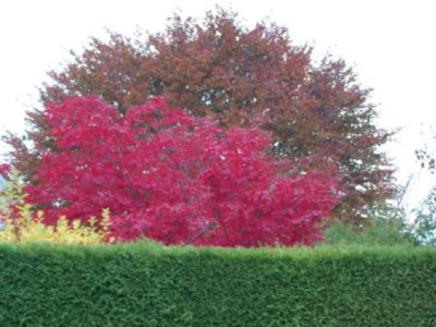 Blutbuche_AcerPalm.jpg