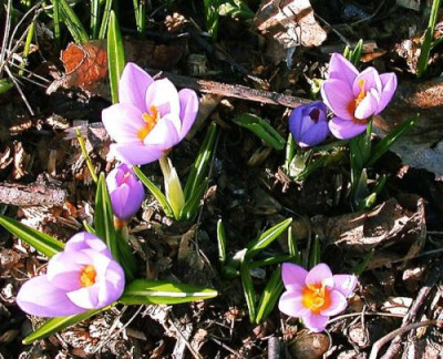 Crocus1702003.jpg