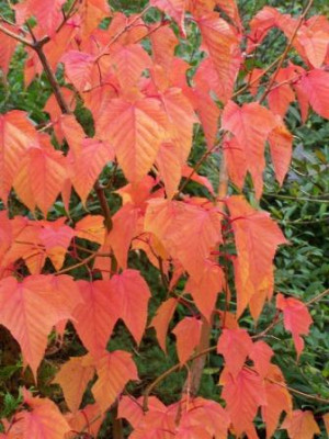 AcerCapillipes02.jpg