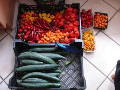 Ernte_19.09.2009.JPG