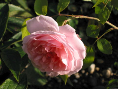Eglantyne_Stecki_Okt_09.jpg