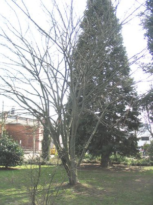 Acer_davidii_im_Nizza.jpg