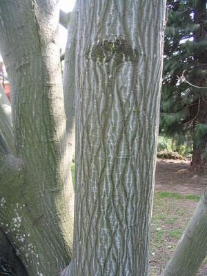 Acer_davidii_Rinde.jpg