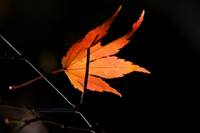 Orange-Dream-Abschied-Nov0409.jpg