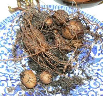 Pelargonium_von_unten_1.jpg